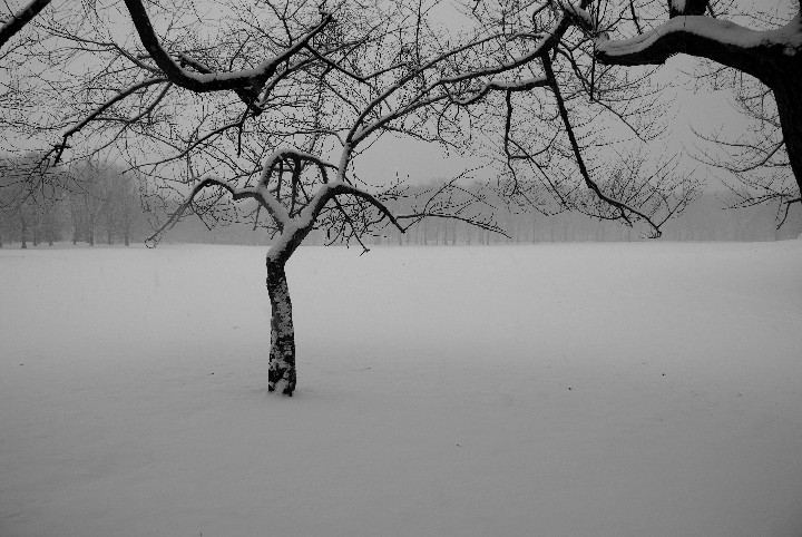 557_Central Park Tree in Snow b and w 10x15 300ppi 2009-01-19 IMGP8205