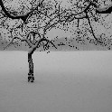 557_Central Park Tree in Snow b and w 10x15 300ppi 2009-01-19 IMGP8205