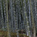 BambooForest_web_IMG_1155