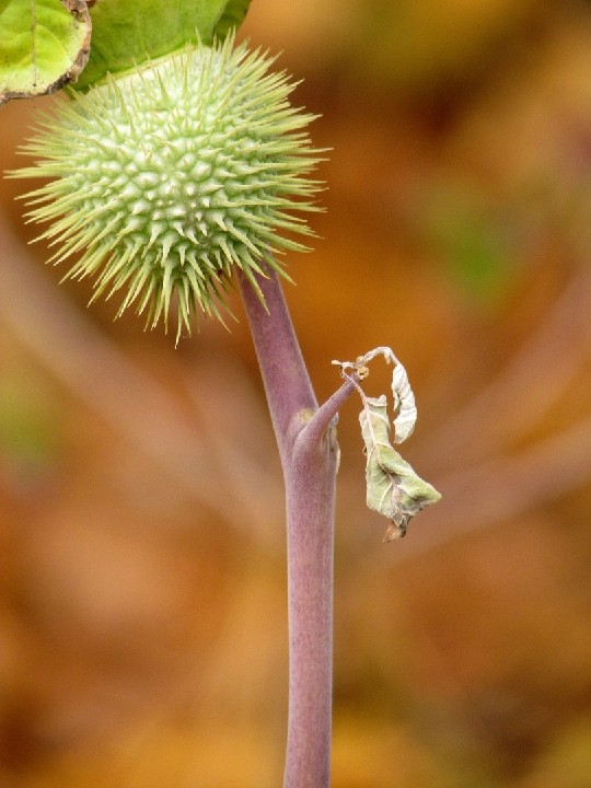 016_Purple_stem_with_thorny_seed_pod-b_4x5_20101028_IMG_0258