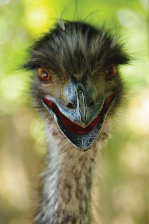 035_Ostrich_Front