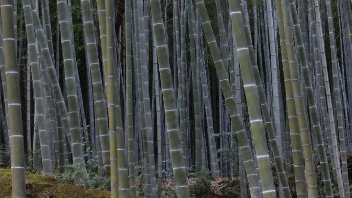052_BambooForest_7p5 x 4p2_ver-2_IMG_1155
