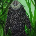 001_catfish_in_fish_tank_7inw_IMG_5744a_2011-01-15