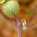 016_Purple_stem_with_thorny_seed_pod-b_4x5_20101028_IMG_0258