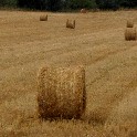 002g_Fields with hay_20100729_IMG_6079
