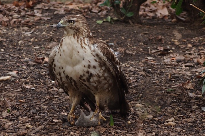 Hawk-a_2011-12-31_0955-Edit-2