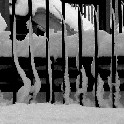 Snow_Fence_NYC_IMG_5849_2001-01-27