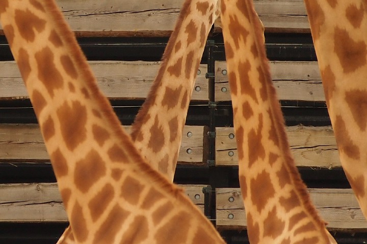 Giraffes_Paris_2015_Olympus20150814_8336