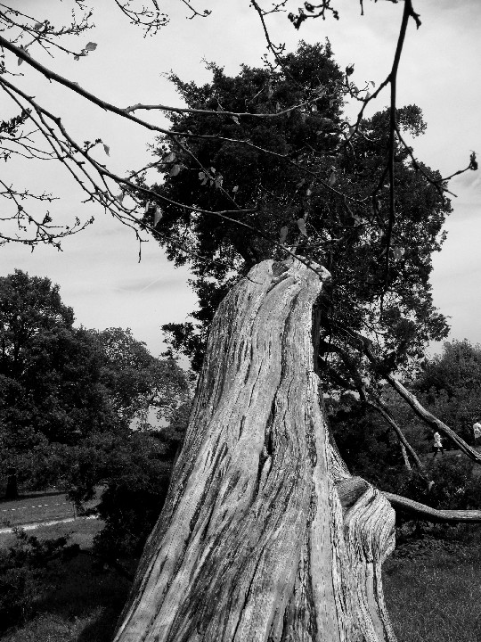 365_Versailles fallen tree 300dpi 12x16 IMG_0502