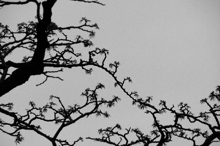 375_Cut Paper Branches  IMGP1201