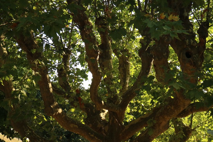 TreeBoboliGardens20160807_M3_IMG_3240