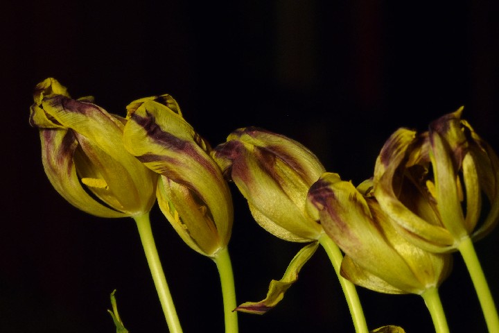 Tulips-Tulips_20120220_O2201732