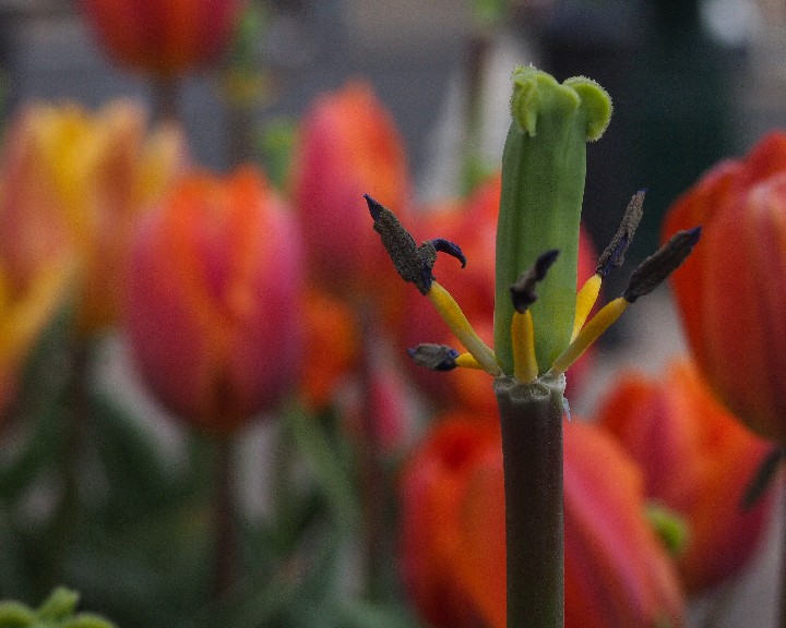 cropped-Centre Street Tulips_20120418_O4182857