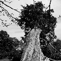 365_Versailles fallen tree 300dpi 12x16 IMG_0502
